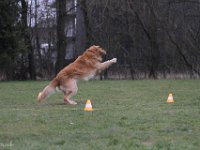 Bendix Obedience Workshop beim VdH Mauer 2016 (101)